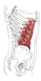 Oblique Muscles - Bracing for Powerlifting